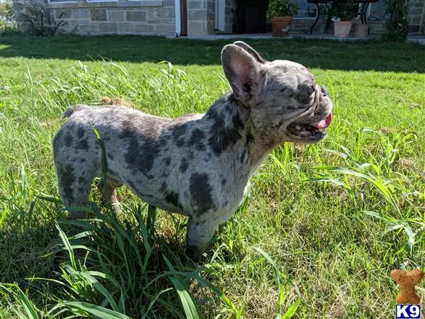 French Bulldog stud dog